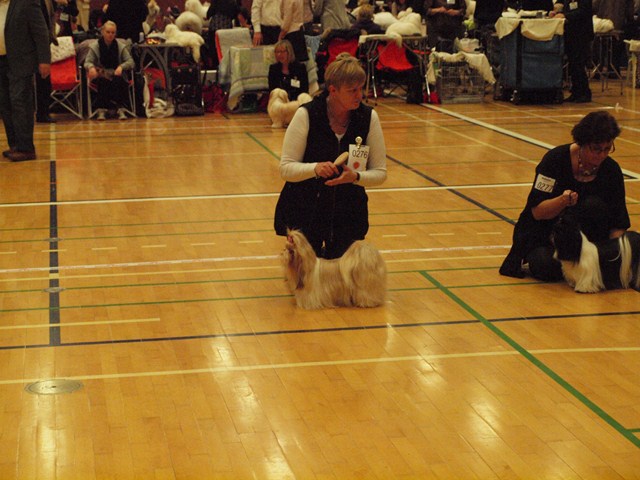 Shih Tzu Danmark
